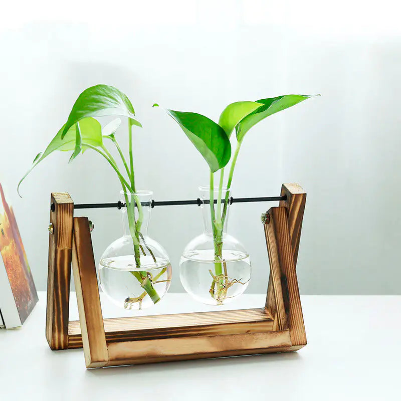 Sophisticated Glass Vase for Plant